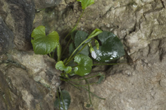 Viola alba dehnhardtii