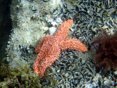Uniophora granifera