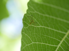 Lyssomanes pauper