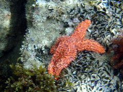 Uniophora granifera