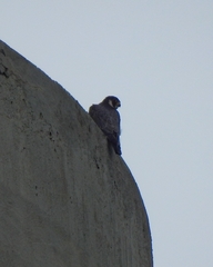 Falco peregrinus brookei