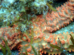 Uniophora granifera