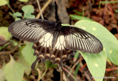 Pachliopta pandiyana