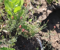 Indigofera complanata
