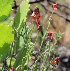 Indigofera complanata