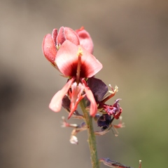 Indigofera complanata