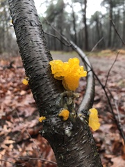 Tremella mesenterica