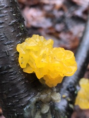 Tremella mesenterica