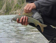 Thymallus arcticus