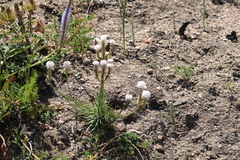 Pseudoselago gracilis