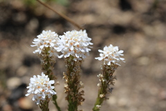 Pseudoselago gracilis