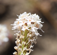 Pseudoselago gracilis