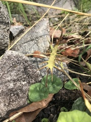 Dorstenia barnimiana