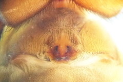 Haplodrassus macellinus