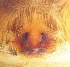 Haplodrassus macellinus