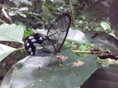 Pseudohaetera hypaesia