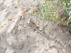 Liolaemus gracilis