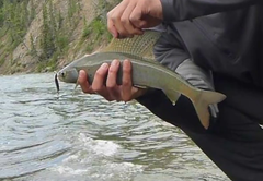Thymallus arcticus
