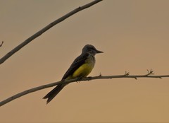 Tyrannus melancholicus