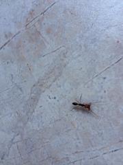 Odontomachus erythrocephalus