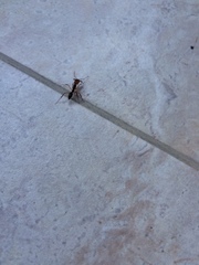 Odontomachus erythrocephalus