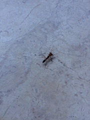 Odontomachus erythrocephalus