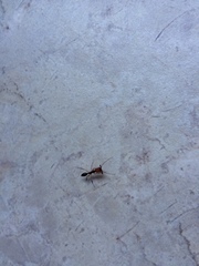 Odontomachus erythrocephalus