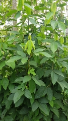 Flemingia macrophylla