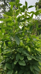 Flemingia macrophylla