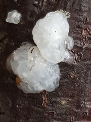 Exidia thuretiana