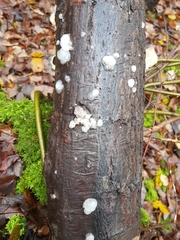 Exidia thuretiana
