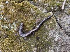 Plethodon hubrichti