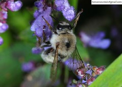 Bombus picipes