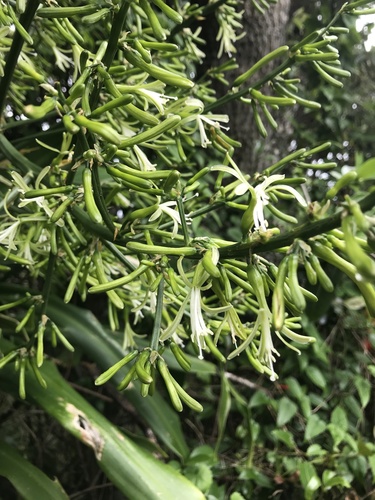 Large-leaved dragon tree (Dracaena aletriformis)