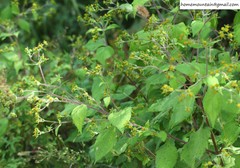 Sigesbeckia pubescens