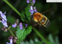 Bombus opulentus