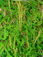 Selaginella helvetica