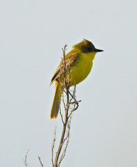 Pseudocolopteryx acutipennis