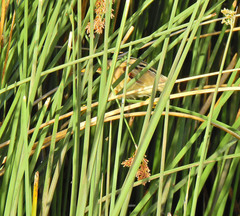 Ixobrychus involucris