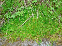 Selaginella helvetica