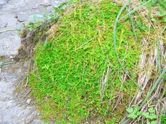 Selaginella helvetica