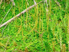 Selaginella helvetica