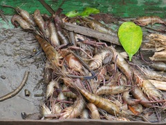 Macrobrachium vollenhovenii