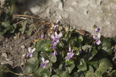 Viola suavis
