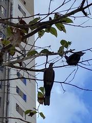 Streptopelia chinensis