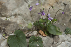 Viola suavis