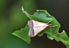 Pseudonoorda rubricostalis