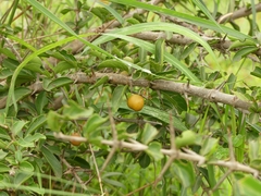 Canthium coromandelicum