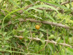 Canthium coromandelicum