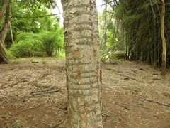 Senegalia polyacantha